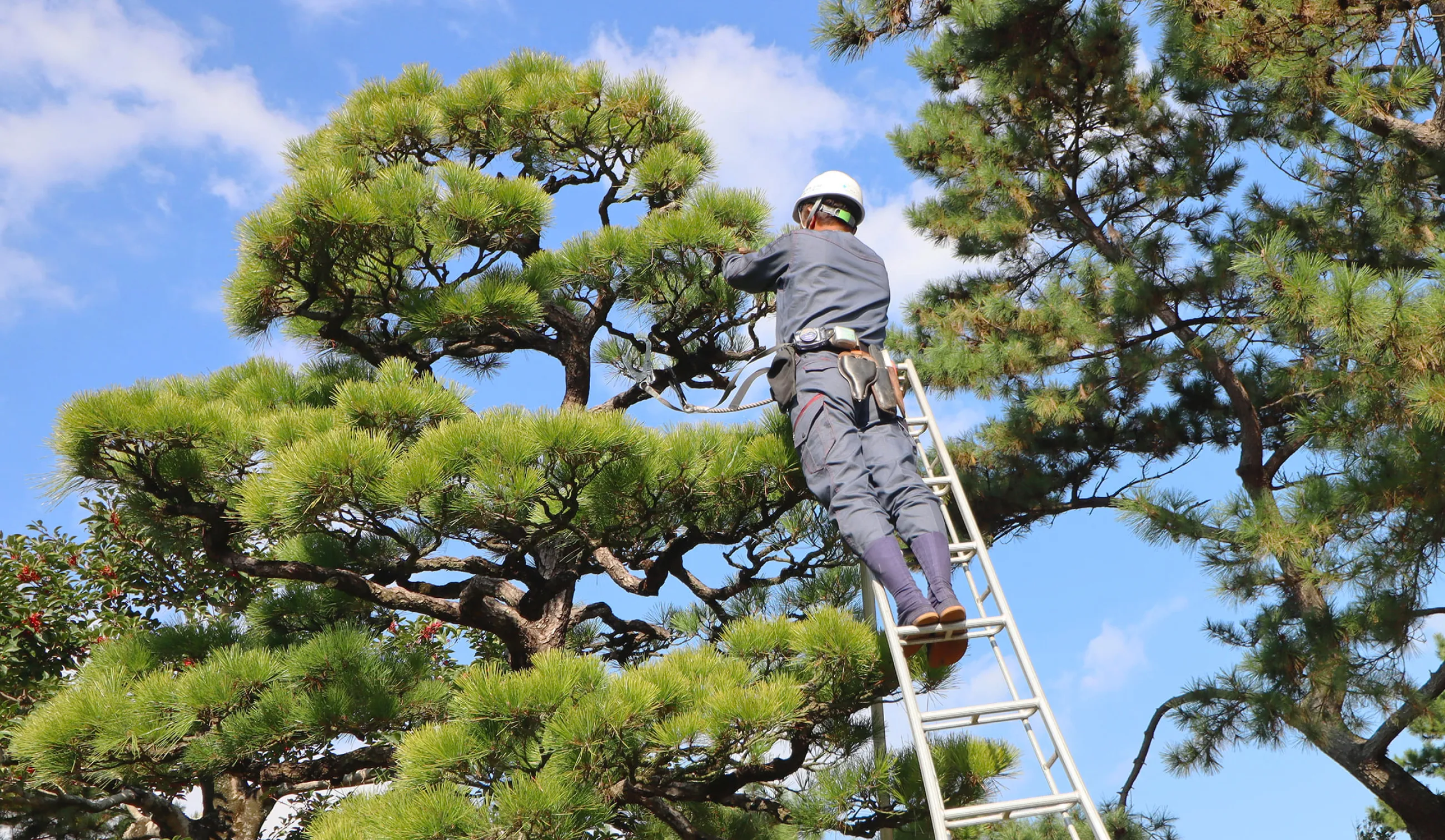 松の木を剪定する職人